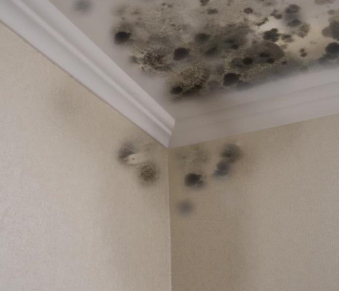 mold and drrywall damage